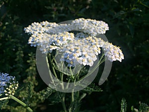 Milfoil flowers in meadow macro photo. Medical herb, Achillea millefolium, yarrow or nosebleed plant