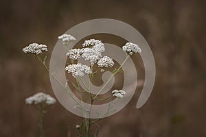 Milfoil flowers in meadow macro photo. Medical herb, Achillea millefolium, yarrow or nosebleed plant white wild flower brown