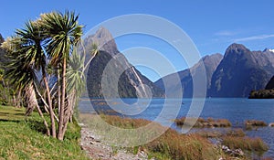 Milford Sound Palmtree