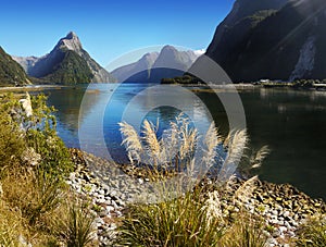 New Zealand, Scenic Fjord Landscape, Milford Sound