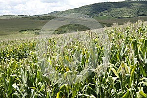 Milho cornfield lavoura