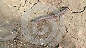 Milipede walking on the ground humid