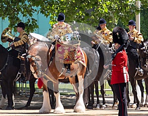 Military drum horse taking part in the Trooping the Colour military parade at Horse Guards, Westminster, London UK