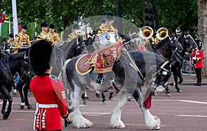 Military drum horse and other cavalry taking part in the Trooping the Colour military parade, London UK