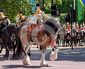 Military drum horses taking part in the Trooping the Colour military parade at Horse Guards, Westminster, London UK