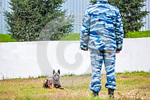 Military german shepherd laying