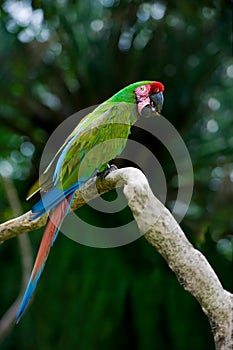 Military macaw photo