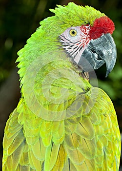 Military Macaw (Ara militaris) photo