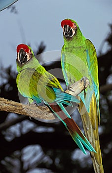 Military Macaw, ara militaris, Adults standing on Branch