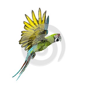 Military macaw, Ara militaris, flying, isolated