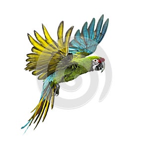 Military macaw, Ara militaris, flying, isolated