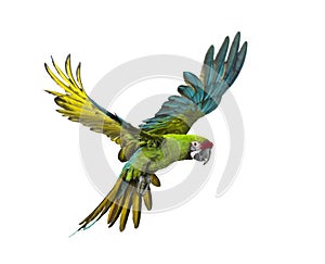 Military macaw, Ara militaris, flying, isolated