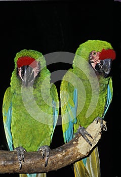 Military Macaw, ara militaris, Pair standing on Branh