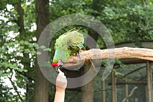 Military Macaw Parrot Bird.