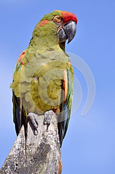 Military macaw perched
