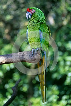 Military macaw perched on tree limb