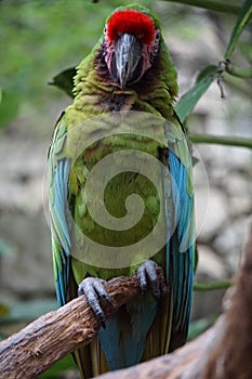 Military Macaw resting on a tree,Tulum, Mexico photo