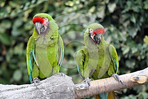 Military Macaws (Ara Militaris)