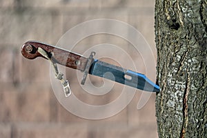 Military old bayonet knife in a tree, closeup, outdoors. Bayonet-knife made during the Soviet Union