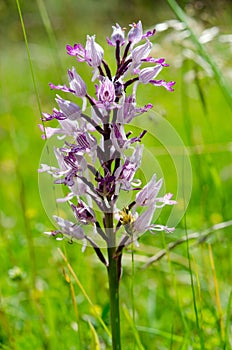 The military orchid