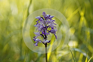 Military orchid, Orchis militaris