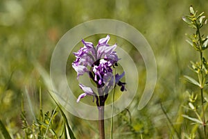 Military orchid, Orchis militaris