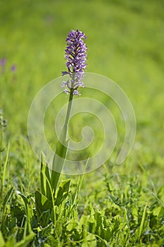Military Orchid - Orchis militaris flowering plant