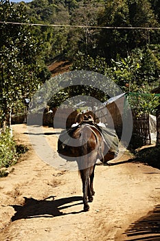 Military pack horse walking thru village northern Thailand