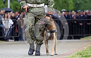 Military police dog