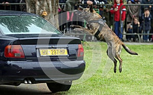 Military police dog