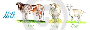 Milk animals collection, Red cow, white sheep and goat standing on green meadow, hand painted watercolor illustration design