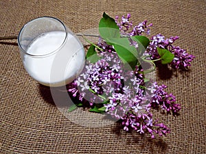 Milk and branch of lilac