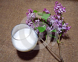 Milk and branch of lilac