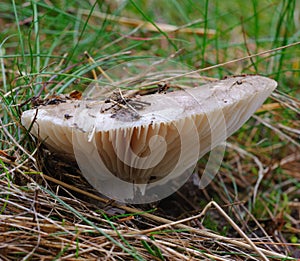 Milk-cap mushroom Lactarius trivialis photo