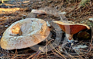 Milk Cap Mushrooms in Para Wirra Conservation Park