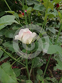 Milk color of the flower of rose on the rose bush photo