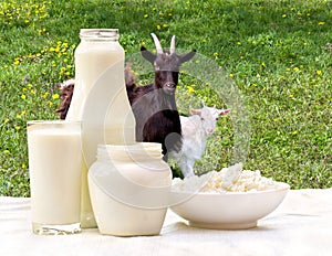 Milk, cottage cheese and sour cream on the background of meadows with goat and goatling