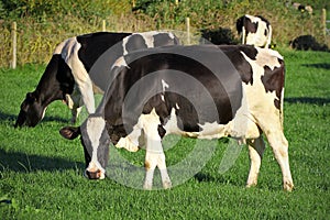 Milk cow