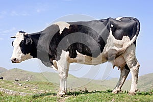 Milk cow img