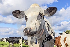 Milk cow, black and white gentle curious looking, with eye patches, in front of a blue sky