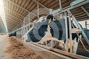 Milk cow cattle in dairy farm in livestock, food industry