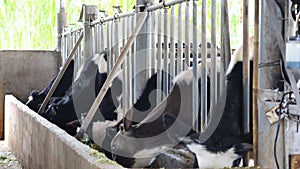 Milk cow farm at Don Duong district, Da Lat city, Lam province, Vietnam