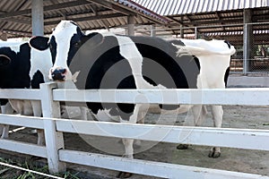 Milk cow photo