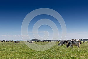 Milk cow of the Holstein breed Friesian. To graze on green field