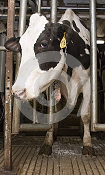 Milk Cow in Milking Stall inside Dairy Farm Barn