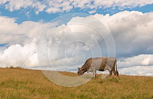 Milk cow on mountain