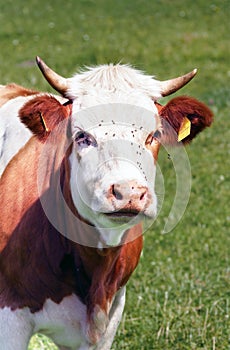 Portrét dojné krávy