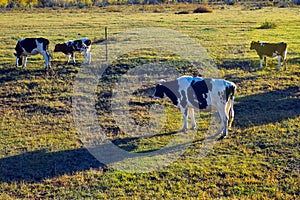 The milk cow that is on the ranch