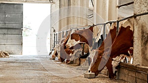 Milk cows feeding in cow shed on farm or ranch