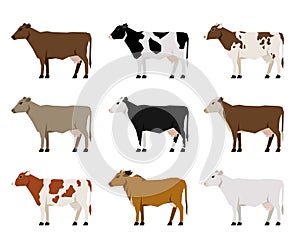 Milk Cows flat icons. Most Popular Cattle.